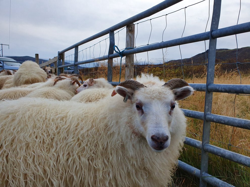 Minnisblað Sambands íslenskra sveitarfélaga um ágang búfjár