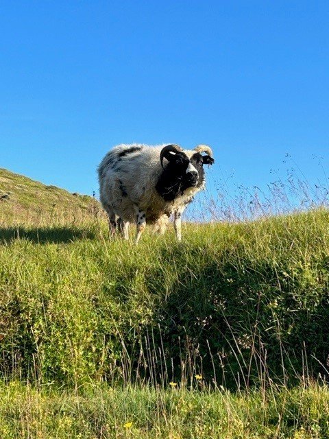 Sauðfjárbændur athugið!