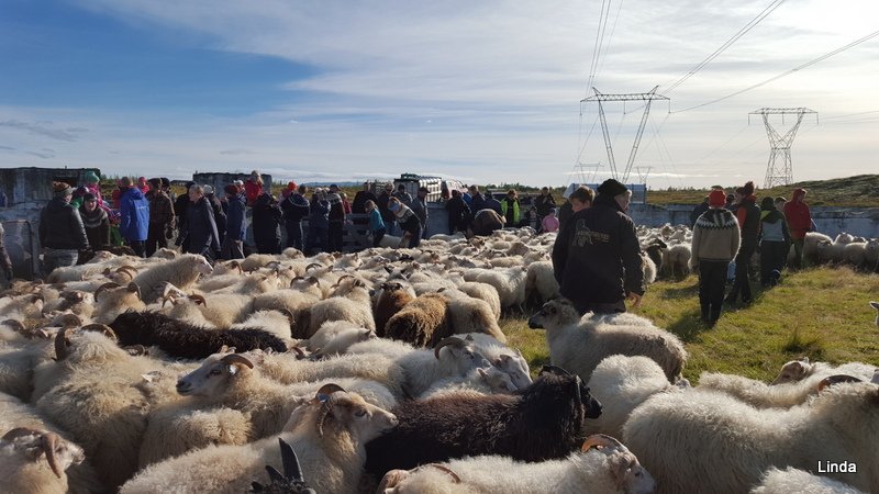 Álagning fjallskila í Grímsnes- og Grafningshreppi 2024