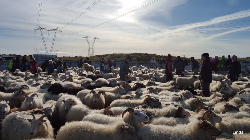 Fjallferðir og réttir 2019