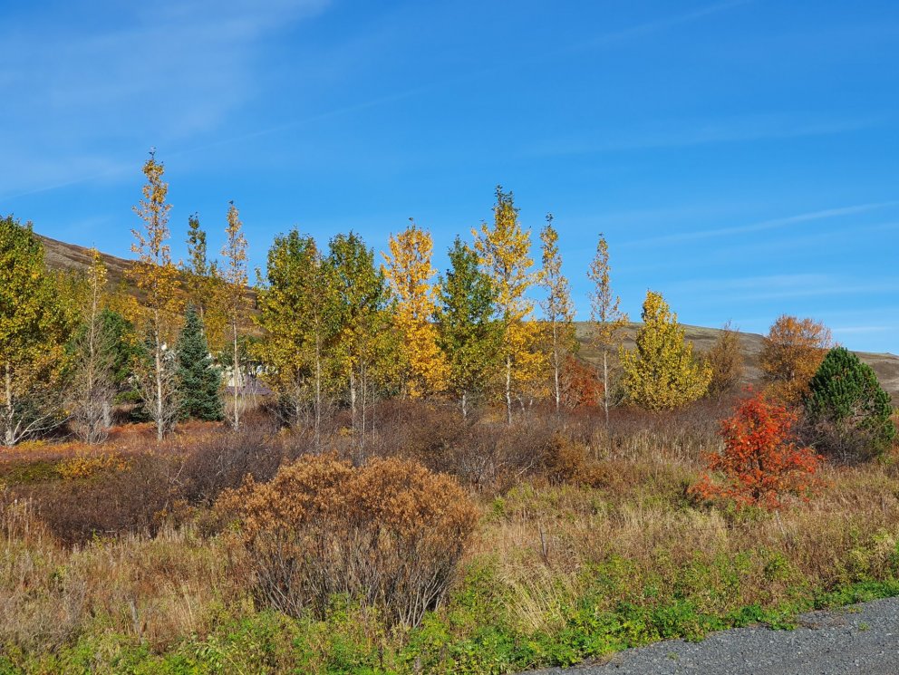 Fjöldi frístundahúsa í Grímsnes- og Grafningshreppi 2021