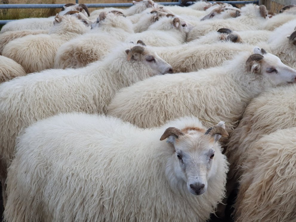 Fjallskilasamþykkt fyrir landnám Ingólfs Arnarsonar