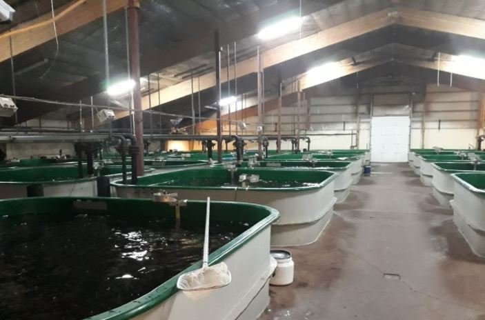 Tillaga að starfsleyfi Fjallalax ehf. (áður Fjallableikja ehf.) auglýst