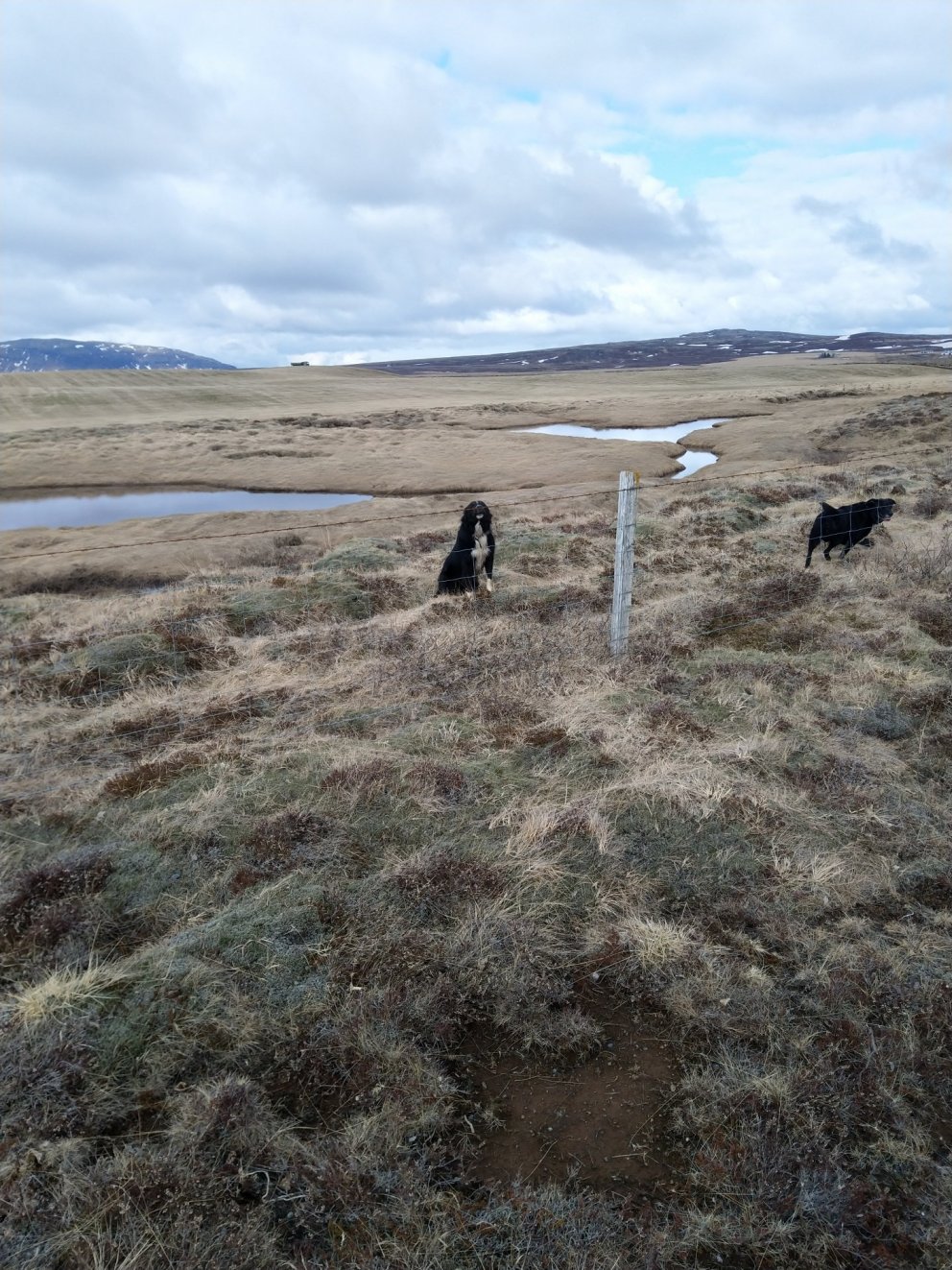Lausir hundar við Bjarkarafleggjarann.