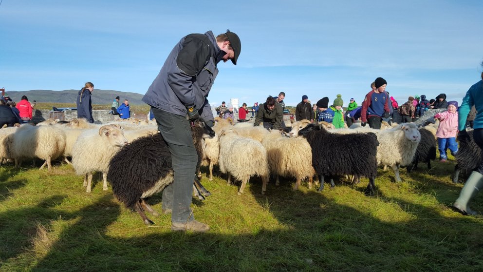 Fjártölur í Grímsnes- og Grafningshreppi