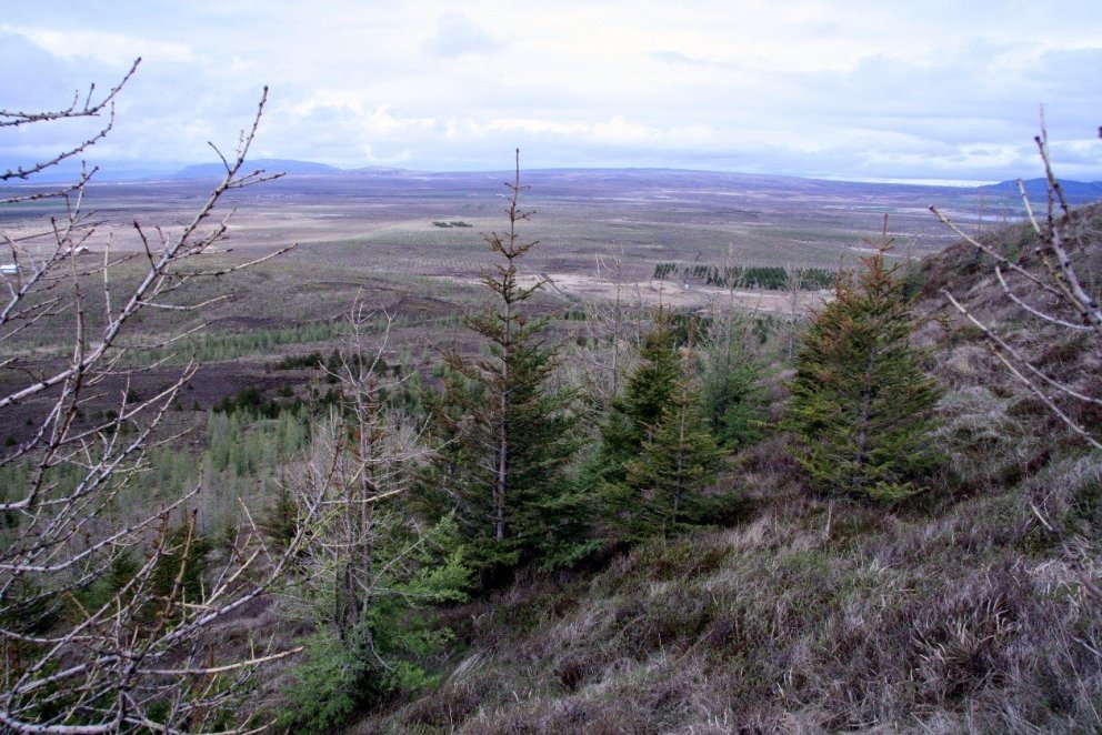 Skógrækt á lögbýlum