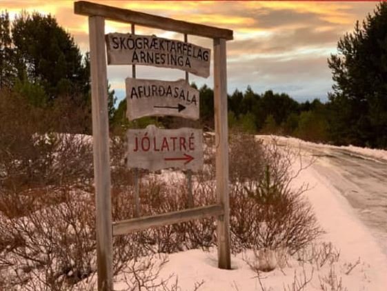 Jólatréssala á Snæfoksstöðum í Grímsnesi