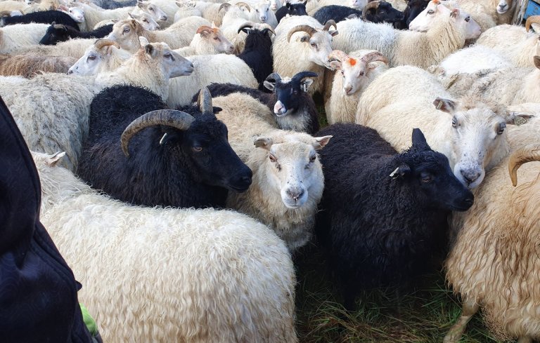 Reikningar vegna fjallskila