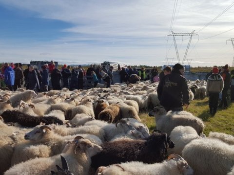 Álagning fjallskila í Grímsnes- og Grafningshreppi 2024