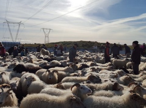 Fjallferðir og réttir 2019