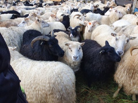 Reikningar vegna fjallskila