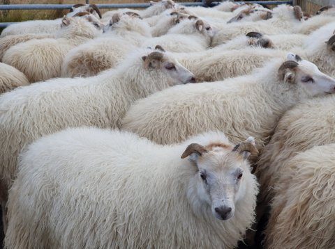 Fjallskilasamþykkt fyrir landnám Ingólfs Arnarsonar