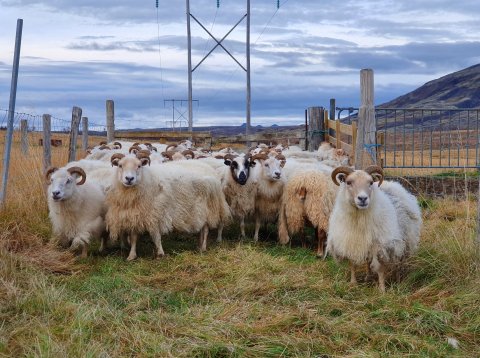 Markavörður Árnessýslu