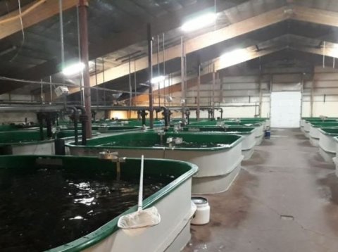 Tillaga að starfsleyfi Fjallalax ehf. (áður Fjallableikja ehf.) auglýst