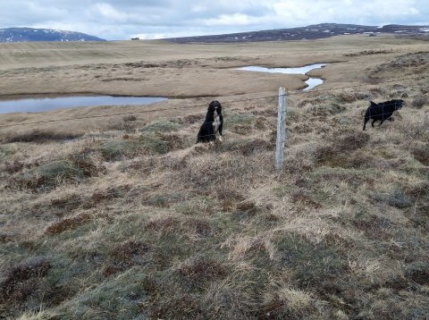 Lausir hundar við Bjarkarafleggjarann.