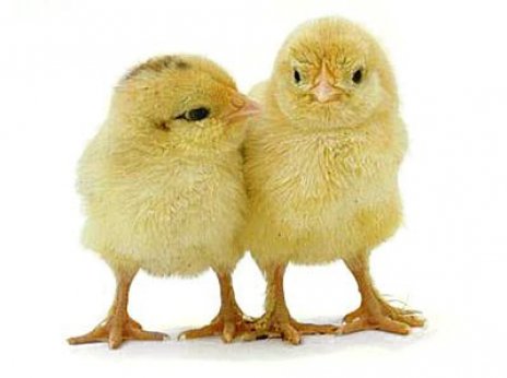 Páskaopnun í Íþróttamiðstöðinni Borg