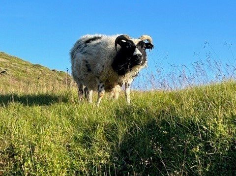 Fjallseðill Grímsnes- og Grafningshrepps 2023