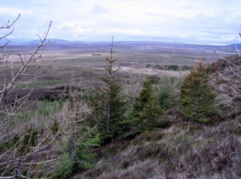 Skógrækt á lögbýlum