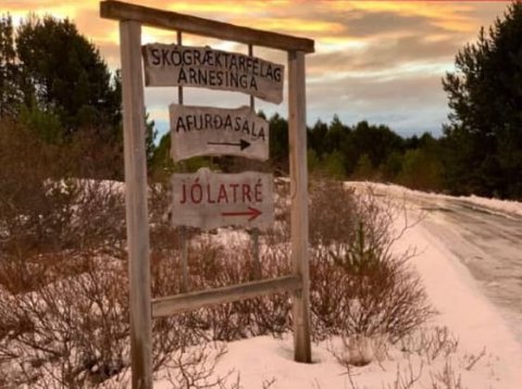 Jólatréssala á Snæfoksstöðum í Grímsnesi